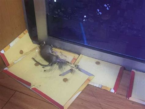 家裡有老鼠怎麼處理 鍾馗擺放